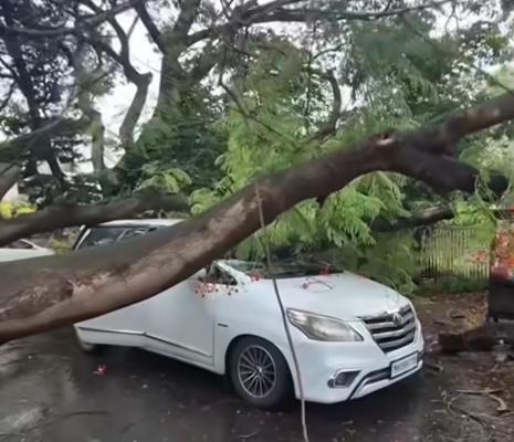 <p>ताराबाई पार्क परिसरात मोठं झाड कोसळलं... सहा गाड्यांचे नुकसान</p>
